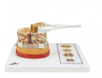 [STOCK CLEARANCE] Spinal Cord Model 5 times life size
