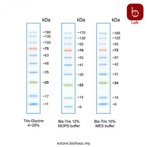 [GeneDirex] BlueRAY Prestained Protein Ladder