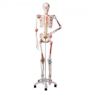 Skeleton Model with Muscles and Ligaments - Sam